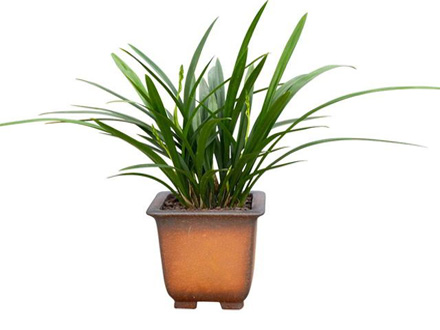 綠植租賃